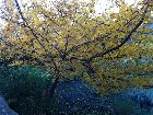 An Elizabethan favourite, the medlar tree
