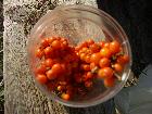 Buckthorn berries gathered last October on East Lothian beaches
